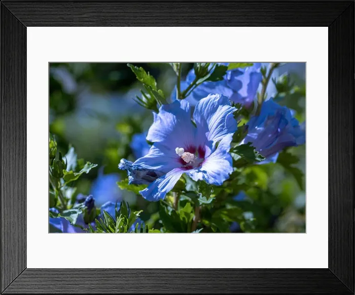 Framed Print : Color outdoor natural floral close up image of blue purple hibiscus blossoms on a green bush taken on a sunny day in Framed Print : Color outdoor natural floral close up image of blue purple hibiscus blossoms on a green bush taken on a sunny day in