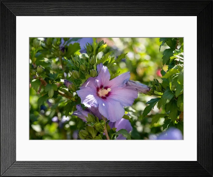 Framed Print : Color outdoor natural floral close up of pink purple hibiscus blossoms on a green bush, sunny day in summer or spring Framed Print : Color outdoor natural floral close up of pink purple hibiscus blossoms on a green bush, sunny day in summer or spring