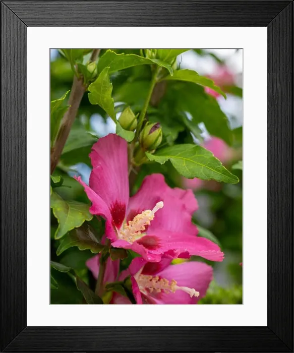 Framed Print : Color outdoor natural floral close up of red purple hibiscus blossoms and buds on a green bush Framed Print : Color outdoor natural floral close up of red purple hibiscus blossoms and buds on a green bush