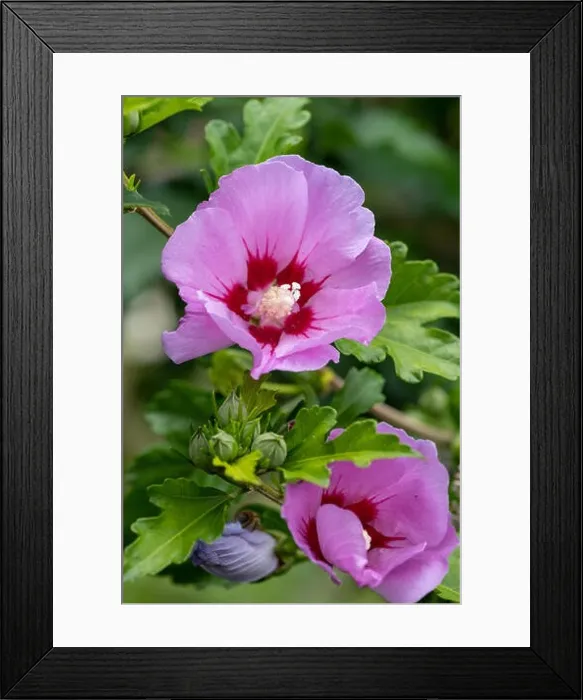 Framed Print : Bright color outdoor natural floral close up of pink purple hibiscus blossom on a green bush Framed Print : Bright color outdoor natural floral close up of pink purple hibiscus blossom on a green bush