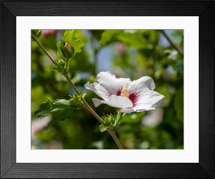 Framed Print : Color outdoor natural floral close up image of white red hibiscus blossoms Framed Print : Color outdoor natural floral close up image of white red hibiscus blossoms