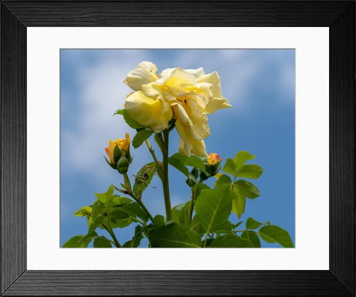 Framed Print : Color outdoor natural floral close up image of a fading yellow rose blossom Framed Print : Color outdoor natural floral close up image of a fading yellow rose blossom