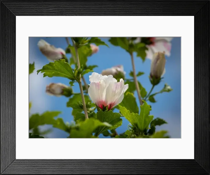 Framed Print : Color outdoor natural floral close up image of white red hibiscus blossoms Framed Print : Color outdoor natural floral close up image of white red hibiscus blossoms