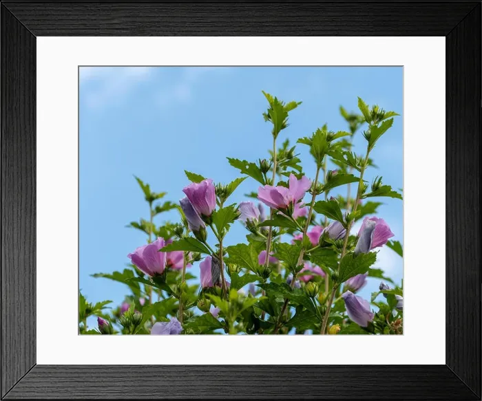 Framed Print : Color outdoor natural floral close up of violet hibiscus blossoms, buds on a bush, green leaves, sunny day with blue sky Framed Print : Color outdoor natural floral close up of violet hibiscus blossoms, buds on a bush, green leaves, sunny day with blue sky