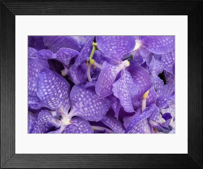 Framed Print : Fine art still life color floral macro image of a bouquet of a violet orchid blossoms Framed Print : Fine art still life color floral macro image of a bouquet of a violet orchid blossoms