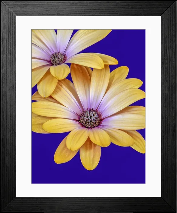 Framed Print : Fine art still life flower color macro image of isolated wide open yellow magenta african cape daisy / marguerite Framed Print : Fine art still life flower color macro image of isolated wide open yellow magenta african cape daisy / marguerite