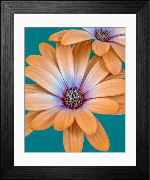 Framed Print : Fine art still life flower color macro image of isolated wide open orange magenta african cape daisy / marguerite Framed Print : Fine art still life flower color macro image of isolated wide open orange magenta african cape daisy / marguerite