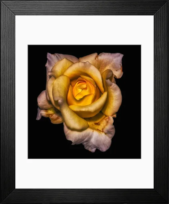 Framed Print : Fine art still life dark color flower photo of a yellow white rose blossom with detailed texture on black background in Framed Print : Fine art still life dark color flower photo of a yellow white rose blossom with detailed texture on black background in