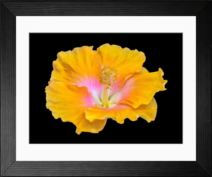 Framed Print : Floral color macro flower image of a single isolated blooming open yellow red hibiscus blossom with detailed texture Framed Print : Floral color macro flower image of a single isolated blooming open yellow red hibiscus blossom with detailed texture