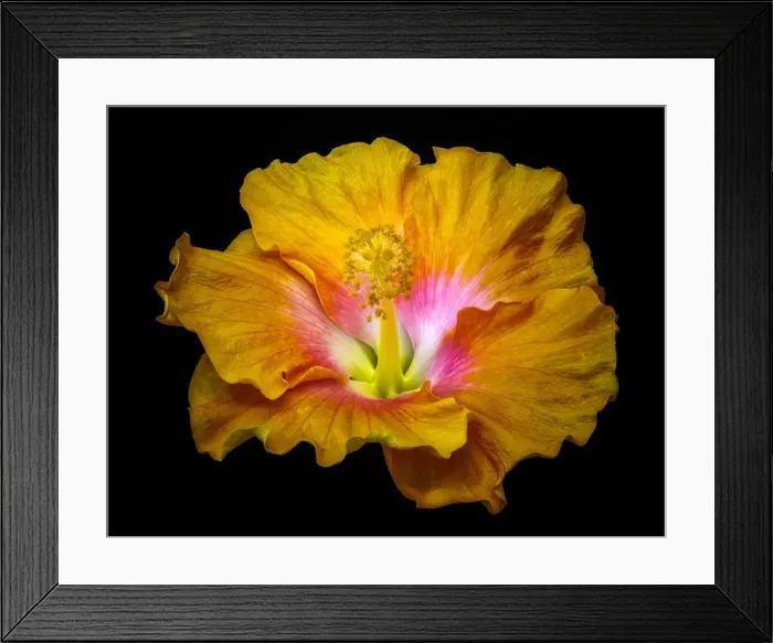 Framed Print : Floral color macro flower image of a single isolated blooming open yellow red hibiscus blossom with detailed texture Framed Print : Floral color macro flower image of a single isolated blooming open yellow red hibiscus blossom with detailed texture
