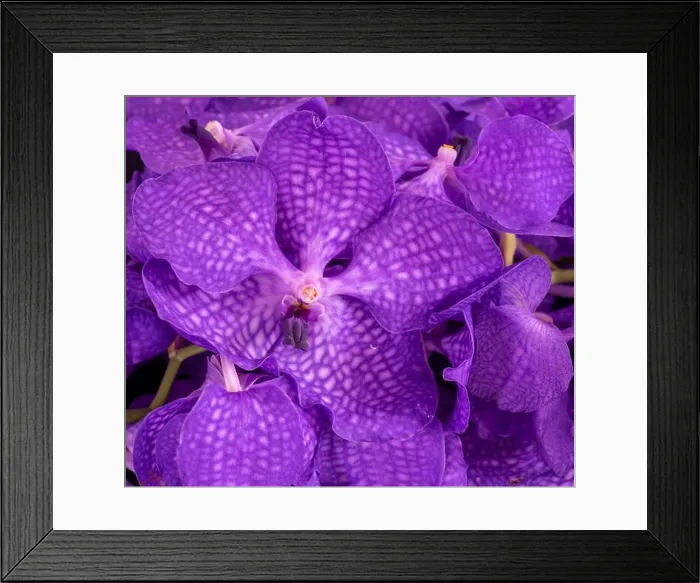 Framed Print : Fine art still life color floral macro image of a bouquet of a purple orchid blossoms Framed Print : Fine art still life color floral macro image of a bouquet of a purple orchid blossoms