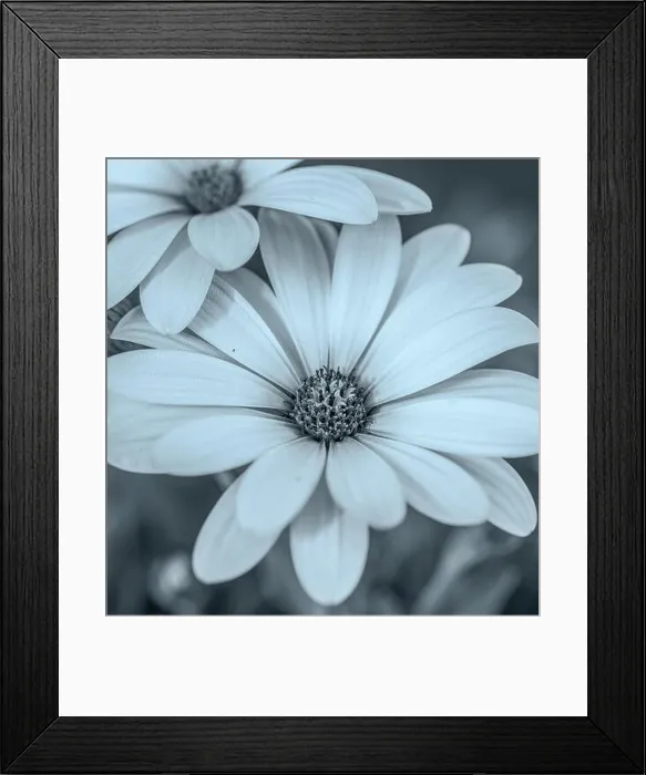 Framed Print : Fine art still life flower vintage selen monochrome macro image of wide open african cape daisy / marguerite blossoms Framed Print : Fine art still life flower vintage selen monochrome macro image of wide open african cape daisy / marguerite blossoms