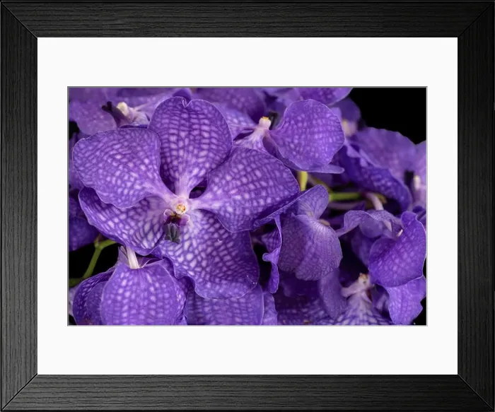 Framed Print : Fine art still life color floral macro image of a bouquet of a violet orchid blossoms Framed Print : Fine art still life color floral macro image of a bouquet of a violet orchid blossoms