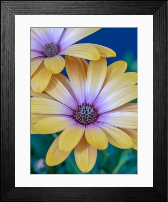 Framed Print : Fine art still life flower color vintage macro image of a wide open blooming yellow african cape daisy / marguerite Framed Print : Fine art still life flower color vintage macro image of a wide open blooming yellow african cape daisy / marguerite