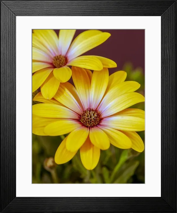Framed Print : Fine art still life flower color vintage macro image of a wide open blooming yellow african cape daisy / marguerite Framed Print : Fine art still life flower color vintage macro image of a wide open blooming yellow african cape daisy / marguerite