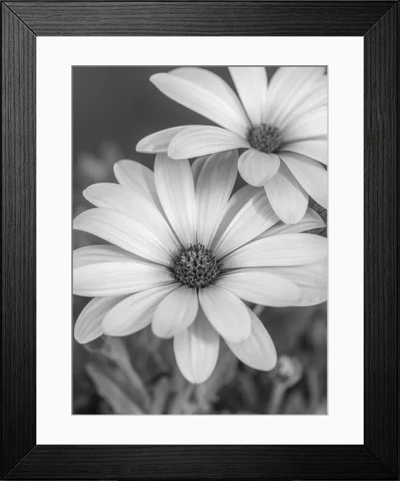 Framed Print : Fine art still life flower monochrome macro image of wide open african cape daisy  /  marguerite blossoms on blurred