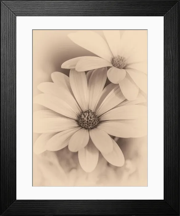 Framed Print : Fine art still life flower vintage monochrome macro image of wide open african cape daisy / marguerite blossoms Framed Print : Fine art still life flower vintage monochrome macro image of wide open african cape daisy / marguerite blossoms