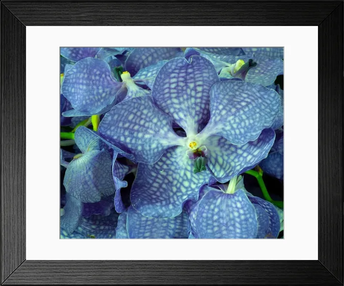 Framed Print : Fine art still life color floral macro image of a bouquet of a blue orchid blossoms Framed Print : Fine art still life color floral macro image of a bouquet of a blue orchid blossoms