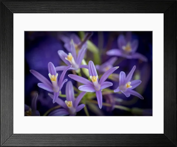 Framed Print : Fine art still life outdoor color flower image of a violet lily blossom on natural blurred background with orchids on a Framed Print : Fine art still life outdoor color flower image of a violet lily blossom on natural blurred background with orchids on a