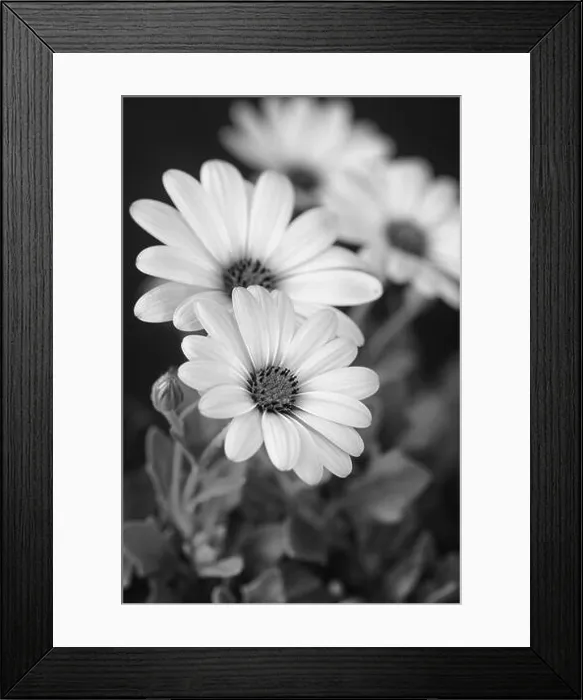 Framed Print : Fine art still life flower monochrome macro image of a wide open blooming african cape daisy / marguerite blossom Framed Print : Fine art still life flower monochrome macro image of a wide open blooming african cape daisy / marguerite blossom