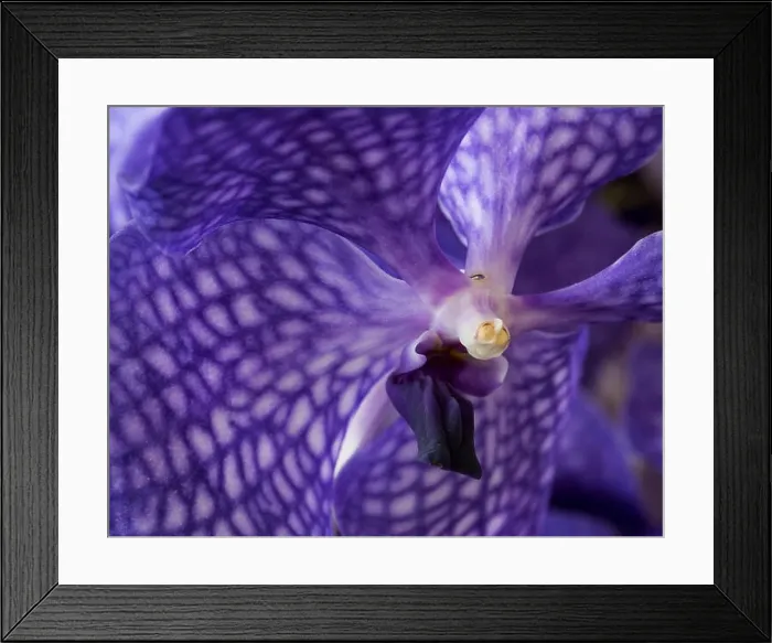 Framed Print : Fine art still life surrealistic floral color macro image of a the inner of a single isolated violet orchid blossom Framed Print : Fine art still life surrealistic floral color macro image of a the inner of a single isolated violet orchid blossom