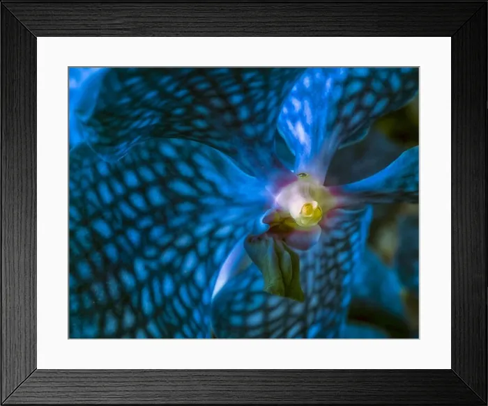Framed Print : Fine art still life surrealistic floral color macro image of a the inner of a single isolated turquoise orchid blossom Framed Print : Fine art still life surrealistic floral color macro image of a the inner of a single isolated turquoise orchid blossom