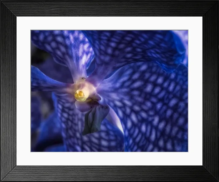 Framed Print : Fine art still life surrealistic floral color macro image of a the inner of a single isolated dark blue orchid blossom Framed Print : Fine art still life surrealistic floral color macro image of a the inner of a single isolated dark blue orchid blossom