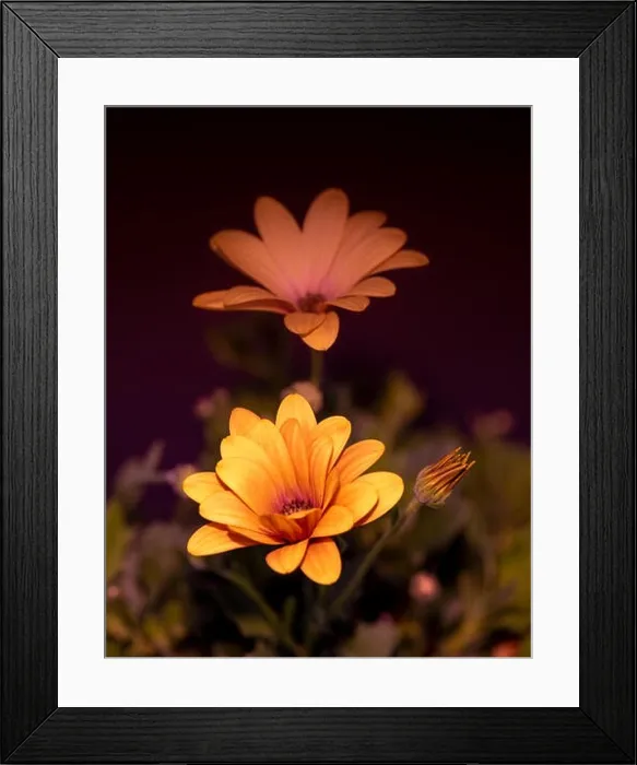 Framed Print : Fine art still life flower warm color macro image of wide open yellow african cape daisy / marguerite blossoms with bud Framed Print : Fine art still life flower warm color macro image of wide open yellow african cape daisy / marguerite blossoms with bud