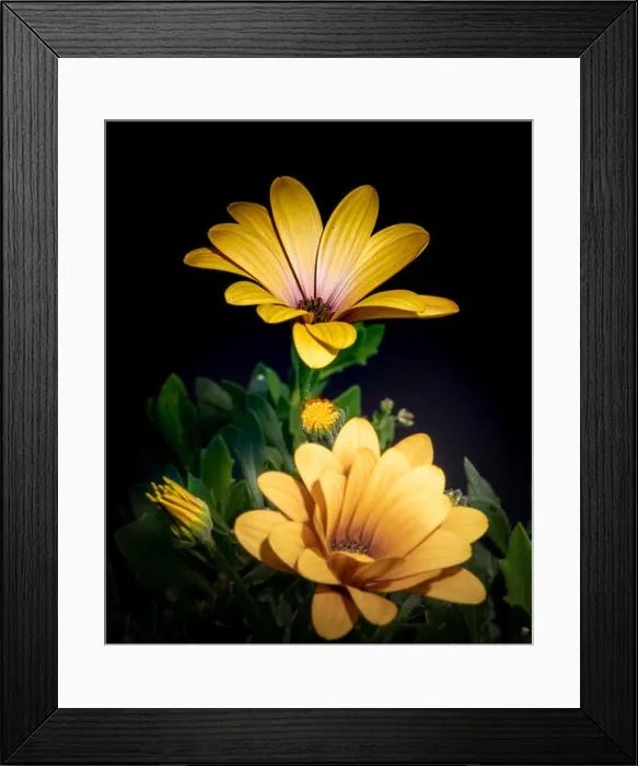 Framed Print : Fine art still life flower color macro image of wide open yellow african cape daisy / marguerite blossoms with bud Framed Print : Fine art still life flower color macro image of wide open yellow african cape daisy / marguerite blossoms with bud