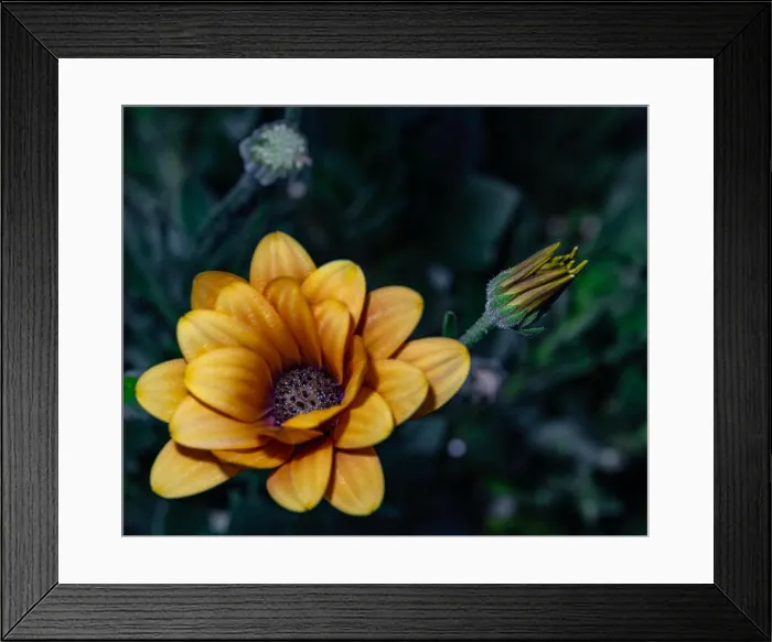 Framed Print : Fine art still life flower color vintage image of a wide open golden yellow african cape daisy  /  marguerite blossom