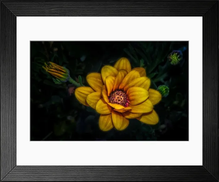 Framed Print : Surrealistic fine art still life flower color vintage image of a wide open golden yellow african cape daisy Framed Print : Surrealistic fine art still life flower color vintage image of a wide open golden yellow african cape daisy