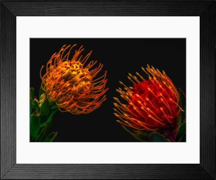 Framed Print : Fine art still life floral colorful macro of a pair of isolated red yellow pincushion protea blossoms with green leaves Framed Print : Fine art still life floral colorful macro of a pair of isolated red yellow pincushion protea blossoms with green leaves