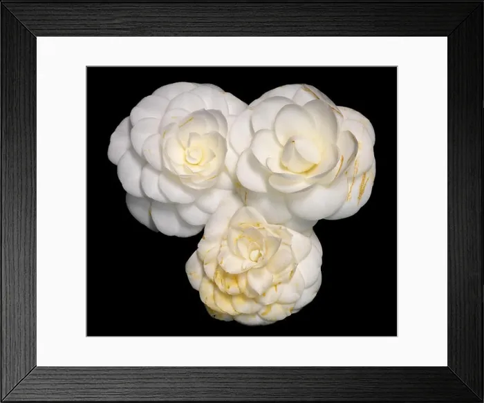 Framed Print : Fine art still life floral macro collage of three single isolated white yellow fully opened camellia blossom Framed Print : Fine art still life floral macro collage of three single isolated white yellow fully opened camellia blossom
