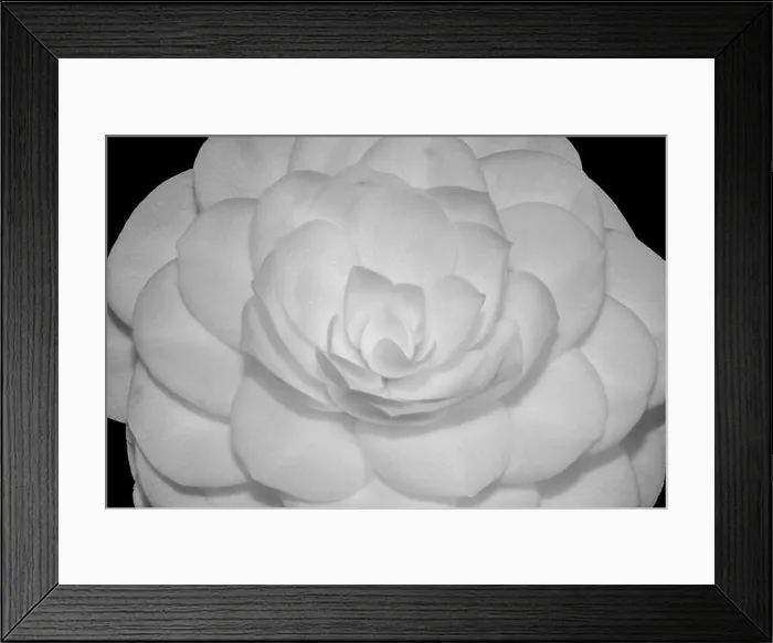 Framed Print : Fine art still life floral monochrome macro of the inner of a single isolated white fully opened camellia blossom Framed Print : Fine art still life floral monochrome macro of the inner of a single isolated white fully opened camellia blossom