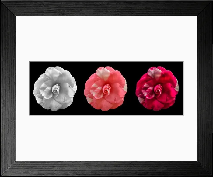 Framed Print : Fine art still life floral colorful macro of three single isolated white pink red black Framed Print : Fine art still life floral colorful macro of three single isolated white pink red black