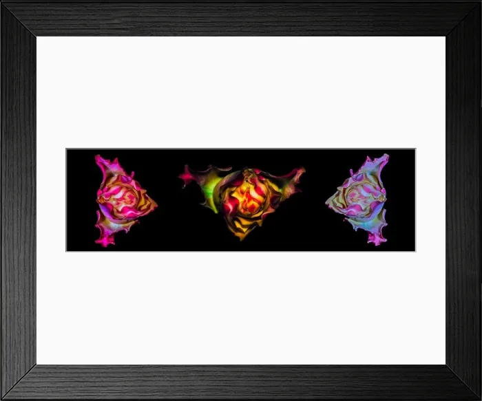 Framed Print : Floral fine art detailed glowing macro collage of three rainbow colored single isolated rose blossoms Framed Print : Floral fine art detailed glowing macro collage of three rainbow colored single isolated rose blossoms