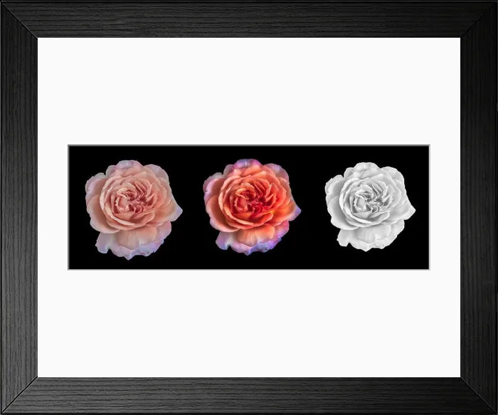 Framed Print : Fine art still life floral colorful macro of three single isolated orange pink red black white fully opened blooming Framed Print : Fine art still life floral colorful macro of three single isolated orange pink red black white fully opened blooming