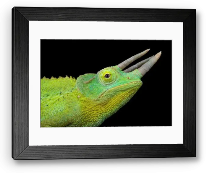 Framed Print : Yellow-crested Jackson's chameleon (Trioceros jacksonii xantholopus) Framed Print : Yellow-crested Jackson's chameleon (Trioceros jacksonii xantholopus)
