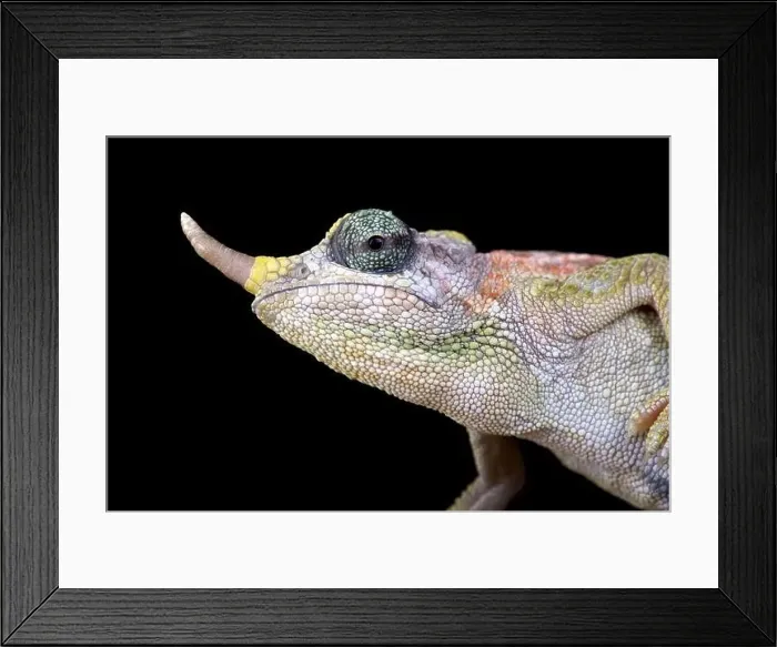 Framed Print : Dwarf Jackson chameleon (Trioceros jacksonii merumontanus) female Framed Print : Dwarf Jackson chameleon (Trioceros jacksonii merumontanus) female