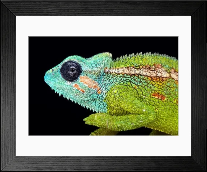 Framed Print : Mount Hanang chameleon (Trioceros hanangensis) Framed Print : Mount Hanang chameleon (Trioceros hanangensis)