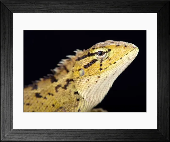 Framed Print : Oriental garden lizard (Calotes versicolor) Framed Print : Oriental garden lizard (Calotes versicolor)