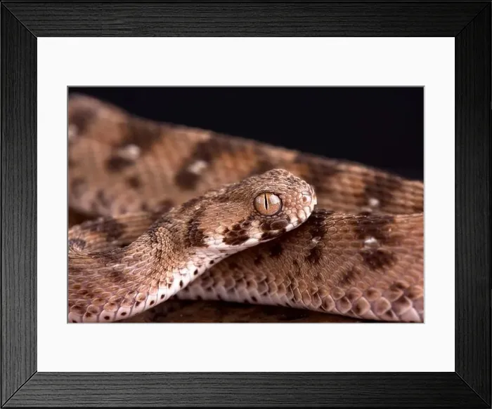 Framed Print : Multiscale saw-scaled viper (Echis carinatus multisquamatus) Framed Print : Multiscale saw-scaled viper (Echis carinatus multisquamatus)