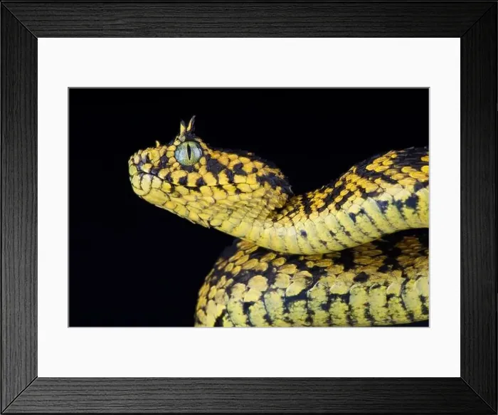 Framed Print : Usambara bush viper (Atheris ceratophora) Framed Print : Usambara bush viper (Atheris ceratophora)