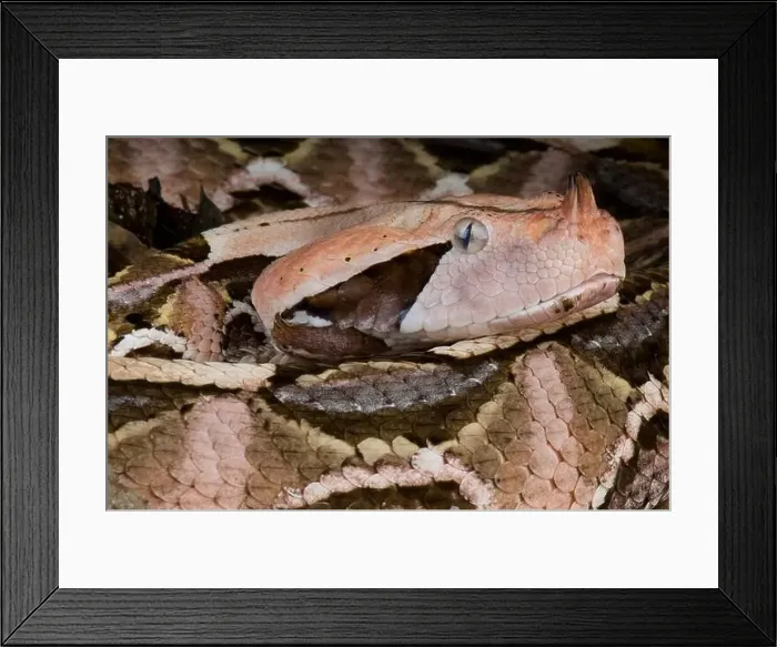 Framed Print : West African Gaboon viper (Bitis rhinoceros) Framed Print : West African Gaboon viper (Bitis rhinoceros)