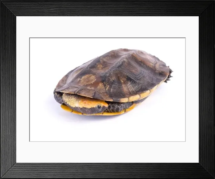 Framed Print : Twist-necked turtle (Platemys platycephala) Framed Print : Twist-necked turtle (Platemys platycephala)