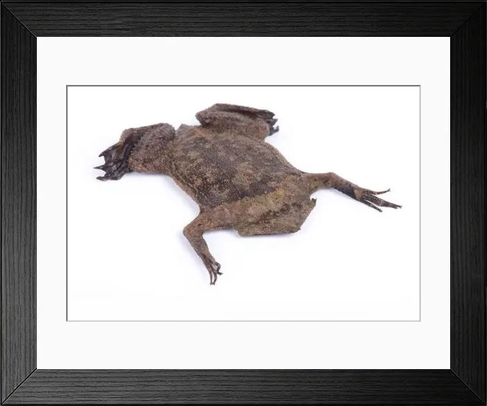 Framed Print : Surinam toad (Pipa pipa) Framed Print : Surinam toad (Pipa pipa)