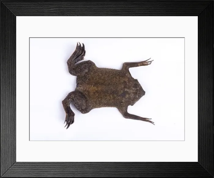 Framed Print : Surinam toad (Pipa pipa) Framed Print : Surinam toad (Pipa pipa)