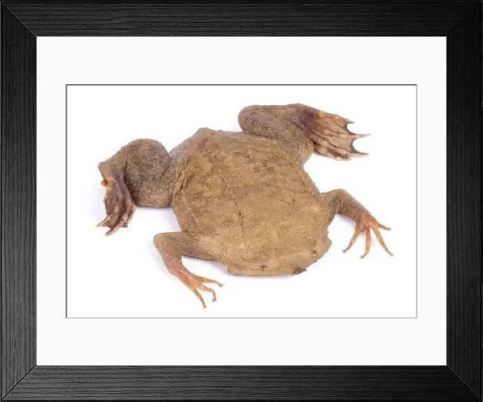 Framed Print : Surinam toad (Pipa pipa) Framed Print : Surinam toad (Pipa pipa)