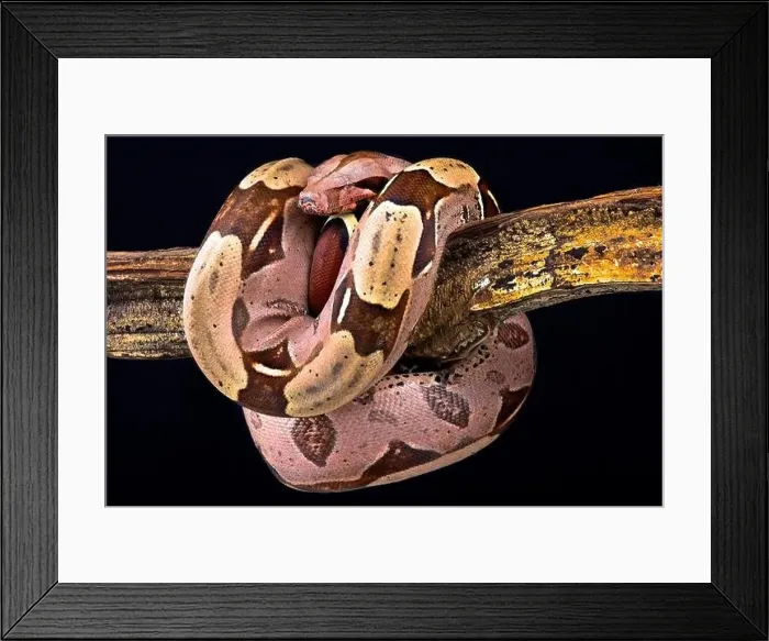 Framed Print : Boa constrictor (Boa constrictor constrictor) Suriname locality Framed Print : Boa constrictor (Boa constrictor constrictor) Suriname locality