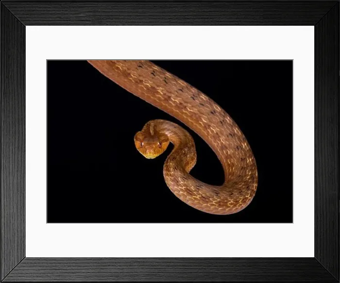 Framed Print : Coastal House Snake (Thamnodynastes strigatus) Framed Print : Coastal House Snake (Thamnodynastes strigatus)